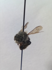 Megachilinae