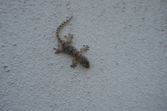 Tarentola mauritanica