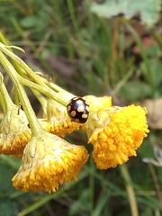 Coccinula quatuordecimpustulata