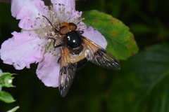 Volucella pellucens