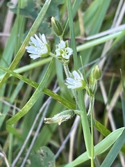Cerastium fontanum