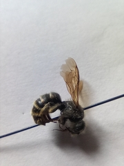 Megachilinae