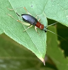 Phyllopalpus pulchellus