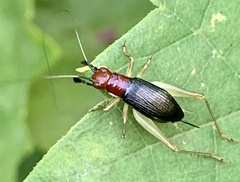 Phyllopalpus pulchellus