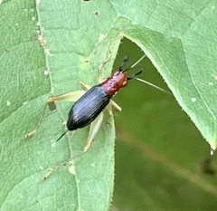 Phyllopalpus pulchellus