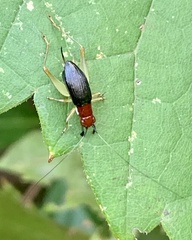 Phyllopalpus pulchellus