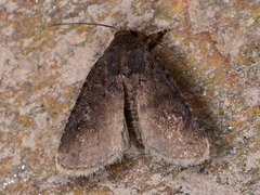 Caradrina germainii