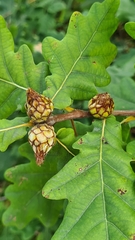 Andricus foecundatrix