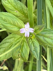 Epilobium ciliatum