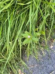 Epilobium ciliatum