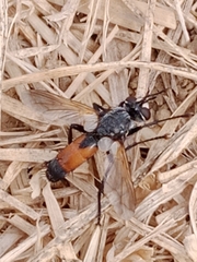 Cylindromyia bicolor