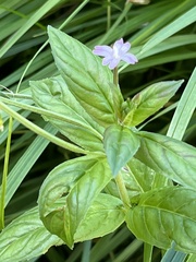 Epilobium ciliatum