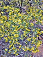Senna artemisioides coriacea