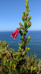Erica discolor
