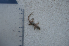 Tarentola mauritanica