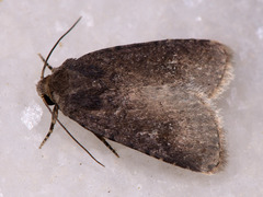 Caradrina germainii