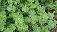 Pelargonium capitatum