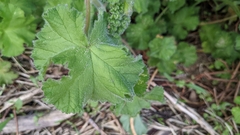 Pelargonium capitatum