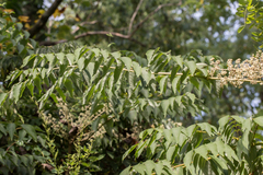 Aralia elata