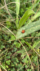 Coccinella septempunctata