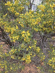 Senna artemisioides coriacea
