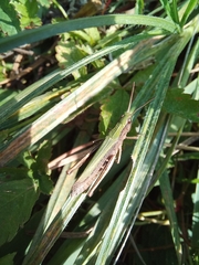 Chorthippus dorsatus