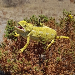 Chamaeleo chamaeleon chamaeleon