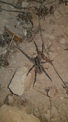 Lycosa hispanica