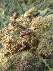 Graphosoma italicum italicum
