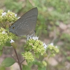 Deudorix epijarbas
