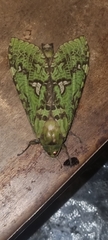 Aenetus virescens