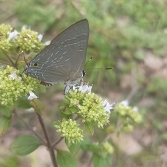 Deudorix epijarbas