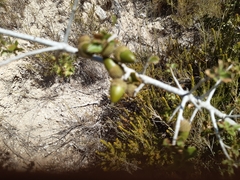 Quercus coccifera