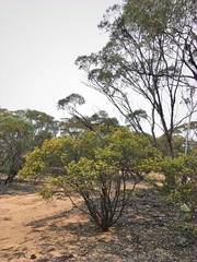 Senna artemisioides coriacea