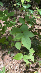 Rubus idaeus