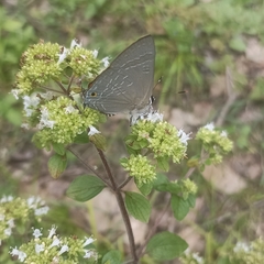 Deudorix epijarbas