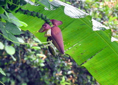 Arachnothera modesta