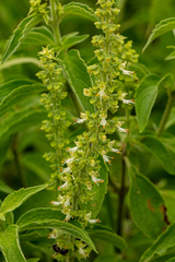 Ocimum