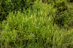 Ocimum