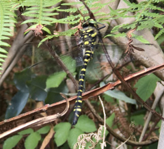 Cordulegaster boltonii