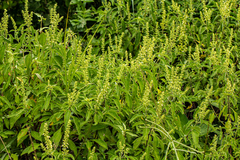 Ocimum