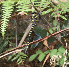 Cordulegaster boltonii