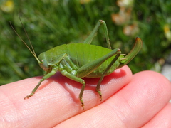 Polysarcus denticauda