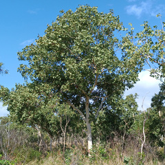 Eucalyptus platyphylla