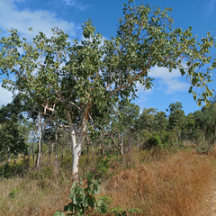 Eucalyptus platyphylla