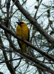 Ploceus cucullatus