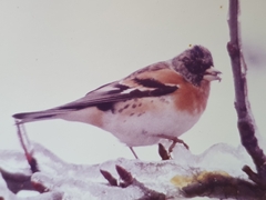 Fringilla montifringilla