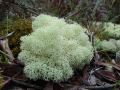Cladoniaceae