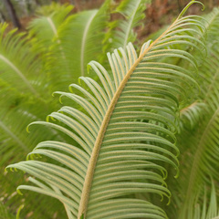 Cycas