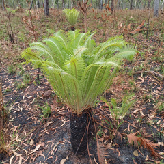 Cycas